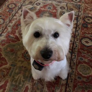 Meet your Posher, Leslie